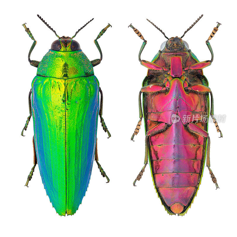 昆虫收集美丽的宝石甲虫。castelnaudi Deyrolle, 1864年